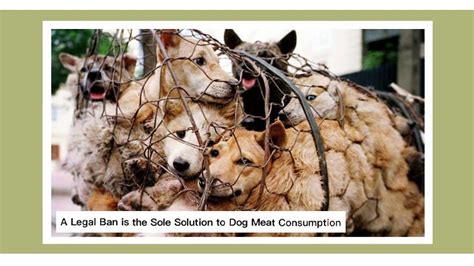 A Legal Ban is the Sole Solution to Dog Meat Consumption - 世界愛犬聯盟