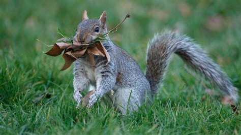 Different Types of Squirrel Nests and How they Make Them