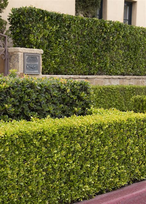 The Top 10 Best Shrubs for Hedges