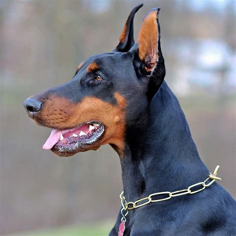 Doberman Pinscher Pedigree Database