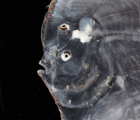 Photos of Newly Discovered Deep-Sea Creatures Living in the Remote ...