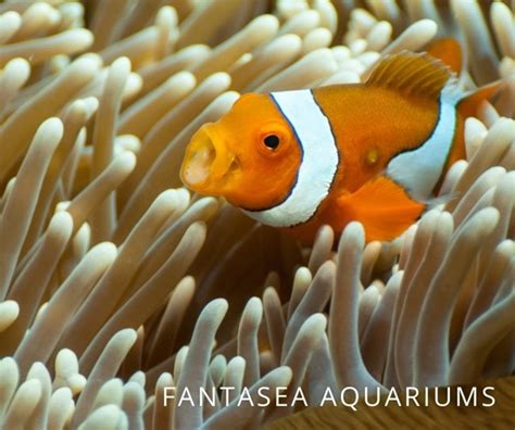 What To Feed Clownfish? - Aquariumia