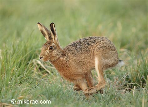 Brown hare running past fast in dewy grass, March dawn. Suffolk Lepus ...