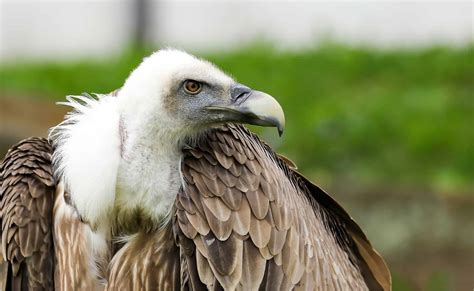 Vulture Pictures - AZ Animals