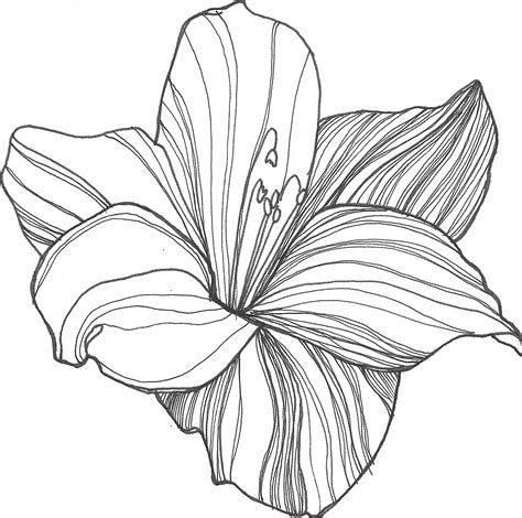 Outline Of Flowers For Drawing at GetDrawings | Free download