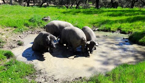 Visit to an Iberian/iberico pig farm | A Question Of Taste