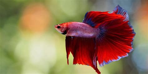 Male Siamese Fighter (Betta Fish) – The Fish Guy