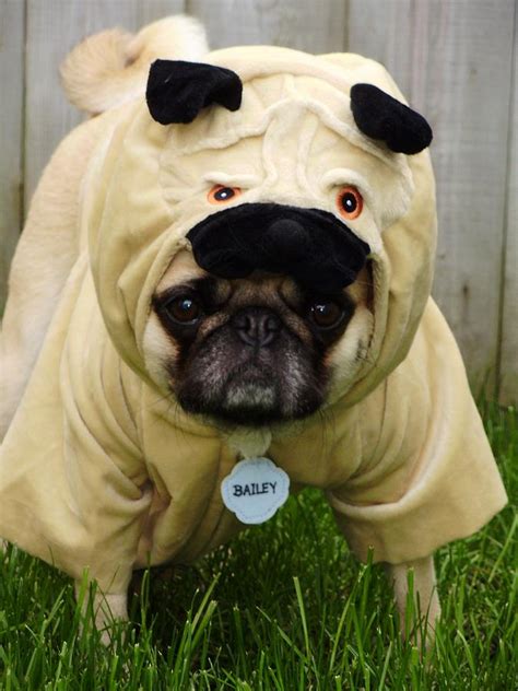 Pug Costume Photograph by Tina Moreau