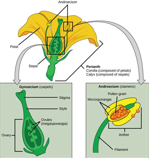 Flower Structure | Biology for Majors II