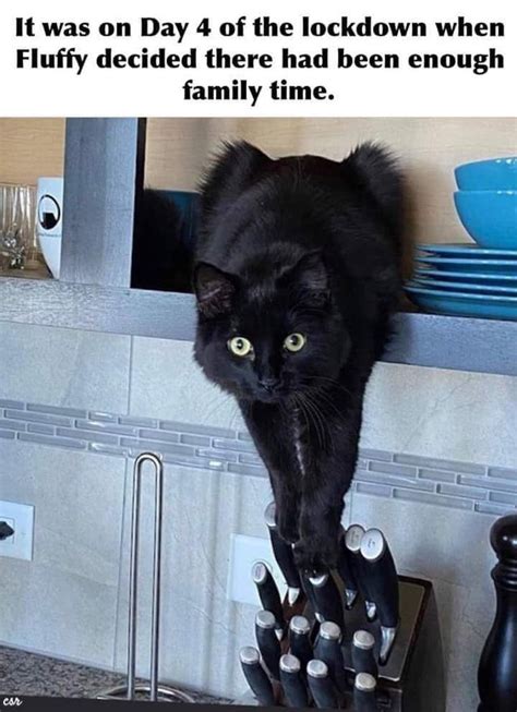 65 of the Best Cat Memes That Show Who’s the Real Boss ...