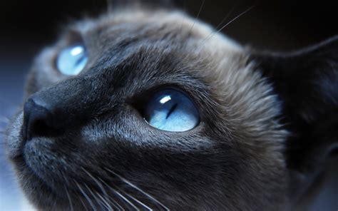 Cat Eyes Closeup, HD Animals, 4k Wallpapers, Images, Backgrounds ...