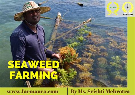 SEAWEED FARMING - FARMAURA