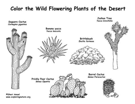 Desert Flowering Plants (Labeled) – Coloring Nature