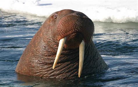 10 walrus facts for kids! - National Geographic Kids