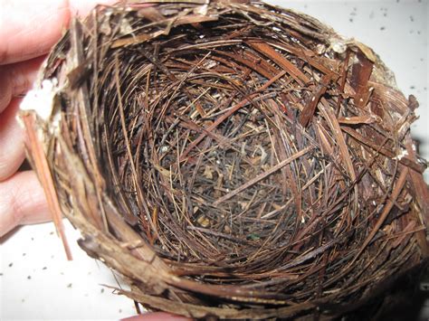 A Child's Garden: Squirrel and Bird Nest Study