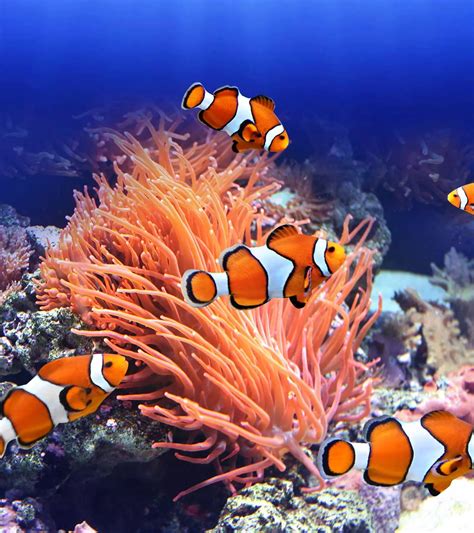 12 Fascinating Clownfish Facts And Information For Kids