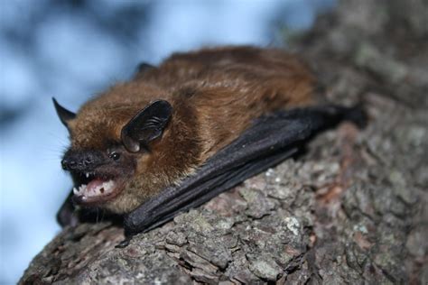 Big Brown Bat (Wildlife of Boyd Lake State Park) · iNaturalist