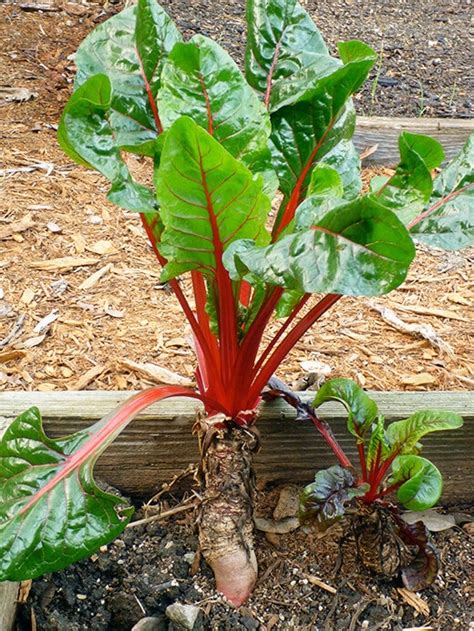 Is Chard Root Edible? | Garden Betty