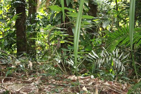 What can Safety Learn From the Gympie Gympie Stinging Tree? - Safety ...