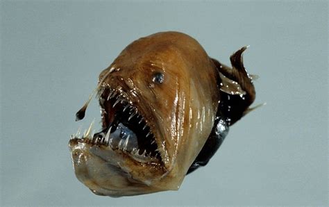 Humpback Anglerfish Facts, Habitat, Diet, Life Cycle, Pictures