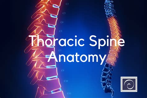 Thoracic Spine Anatomy - Exploring Parts And Functions