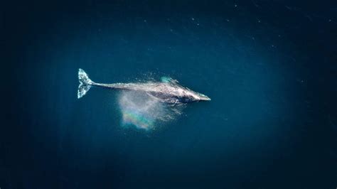 Gray Whale Migration: Ultimate Guide - MarinePatch