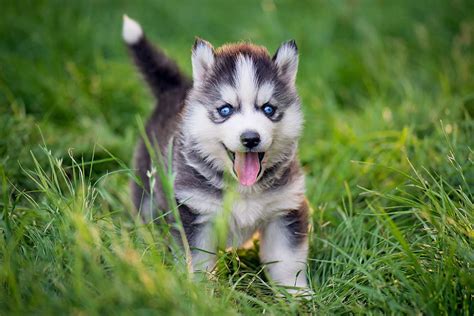 Siberian Husky Dog Breed Information & Characteristics | Daily Paws