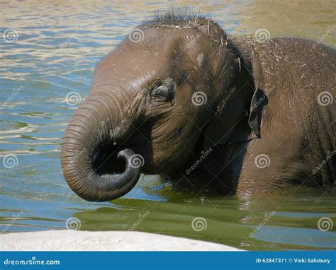 Elephant stock image. Image of baby, bathing, bath, water - 62847371