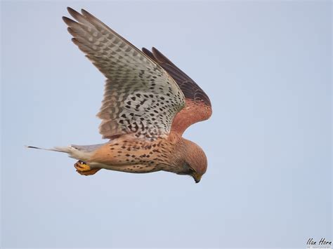 Female Common Kestrel in Flight