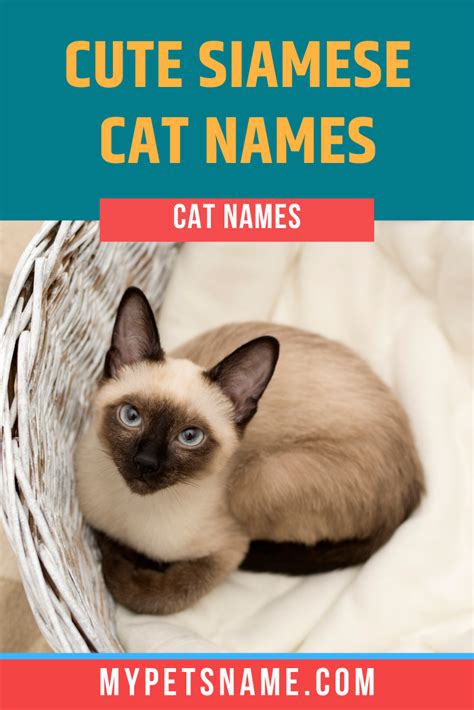 Cute Siamese Cat Names | Siamese cats, Cat names, Kitten names