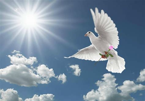 Dove Wallpapers - Top Free Dove Backgrounds - WallpaperAccess