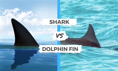 Shark vs Dolphin Fin: The Main Differences