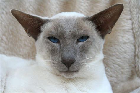 250+ Superb Siamese Cat Names | The Dog People by Rover.com