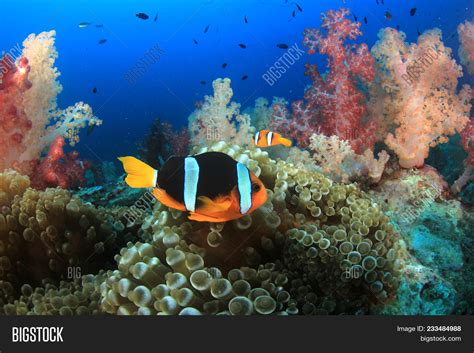 Coral Reef Clownfish Image & Photo (Free Trial) | Bigstock