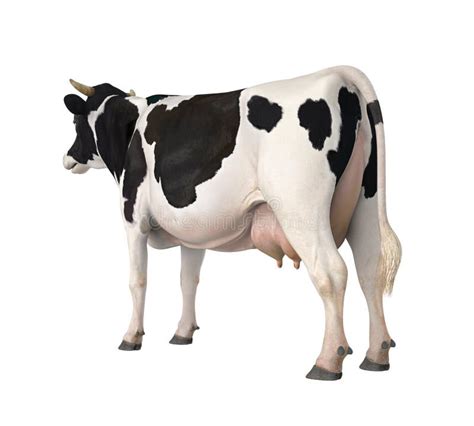 Friesian Cow Stock Illustrations – 225 Friesian Cow Stock Illustrations ...