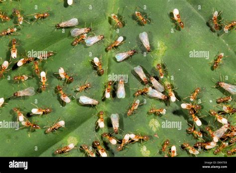 Swarm of flying ants and workers carrying larvae, Ecuador Stock Photo ...