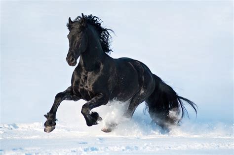 15 Breathtakingly Beautiful Horses