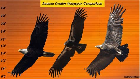 Andean Condor Wingspan: How Big Is It Compared To Others?