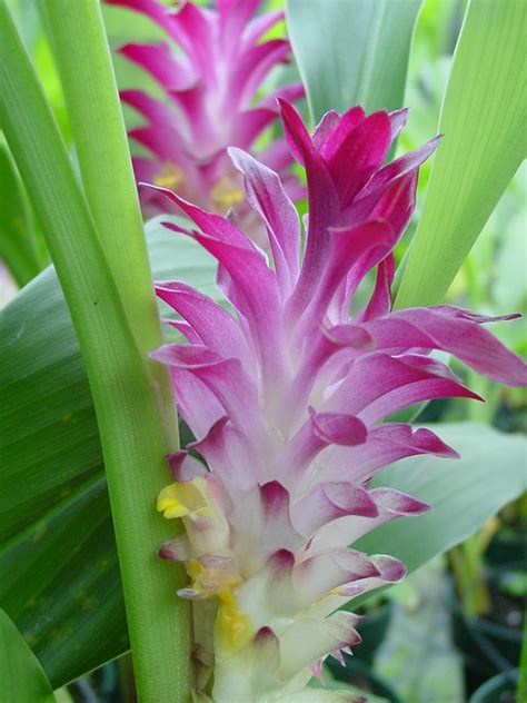 Zedoaria Hidden-lily Ginger Plant (curcuma sp) – Urban Perennials