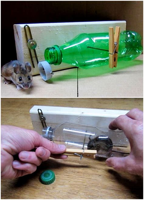 Homemade Mouse Trap (15 DIY Rat Traps that Really Work)