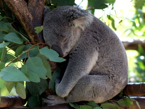 Koala Bear Sleeping Wallpaper