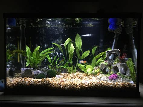 Obsessed with my new guppy tank setup : r/Guppies