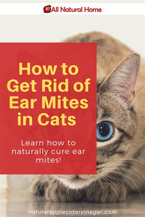 Veterinary Treatment For Ear Mites In Cats