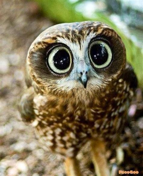 19 The Cutest Owls You Will Love! | FallinPets