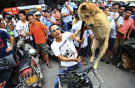 China Dog Meat Festival: Business is 'booming' say dog and cat meat traders