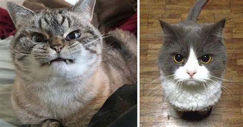 10+ Of The Word’s Angriest Cats Ever Who Have Had Enough Of Your BS ...