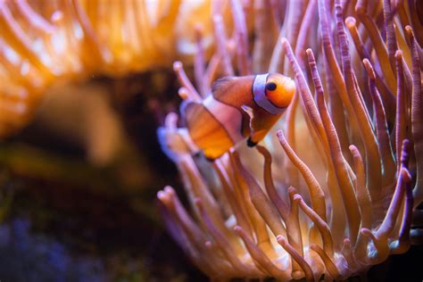 Clownfish Fun Facts - The Living Planet Aquarium