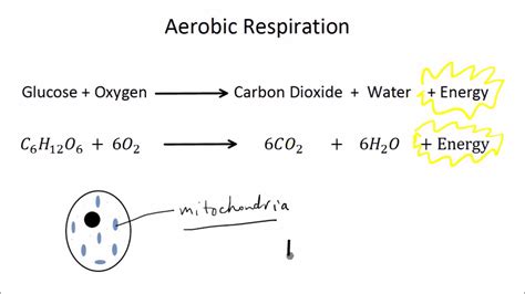 Unique Anaerobic Respiration Equation In Muscles College Board Ap ...