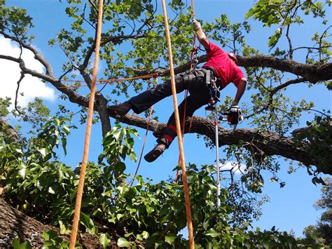 Tree Climbing