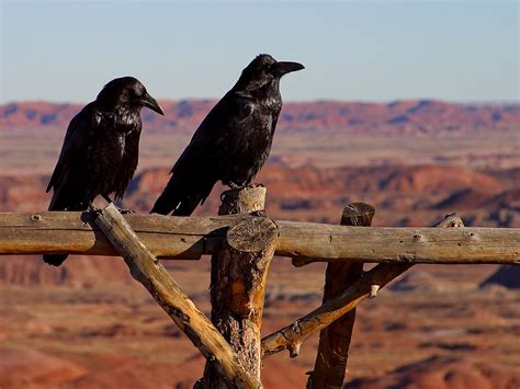 Cultural depictions of ravens - Wikipedia